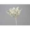Tige de fleur Cumbia H.53 cm blanche